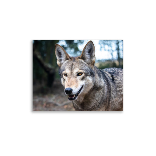 T.Kiwi Red Wolf at Charlestown Landing