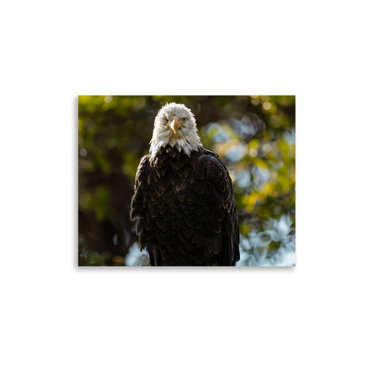 T.Kiwi Bald Eagle at Grandfather Mountain