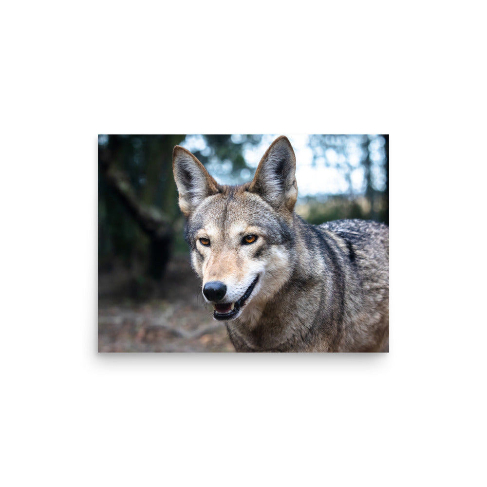 T.Kiwi Red Wolf at Charlestown Landing