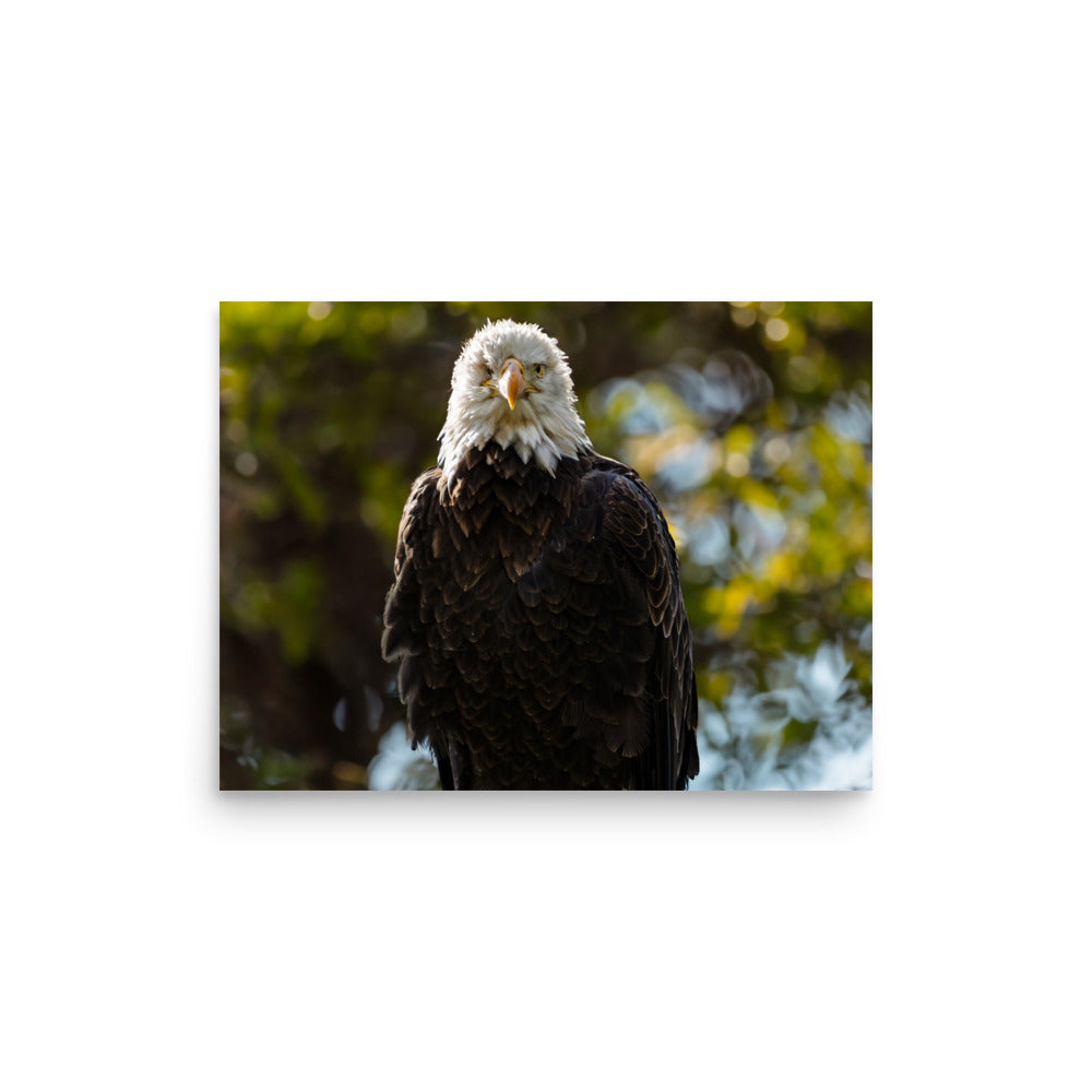 T.Kiwi Bald Eagle at Grandfather Mountain