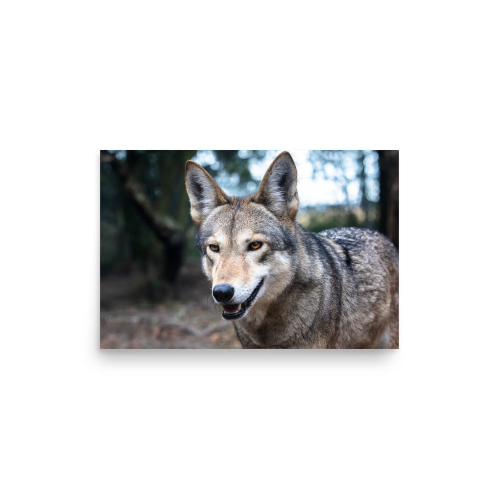 T.Kiwi Red Wolf at Charlestown Landing