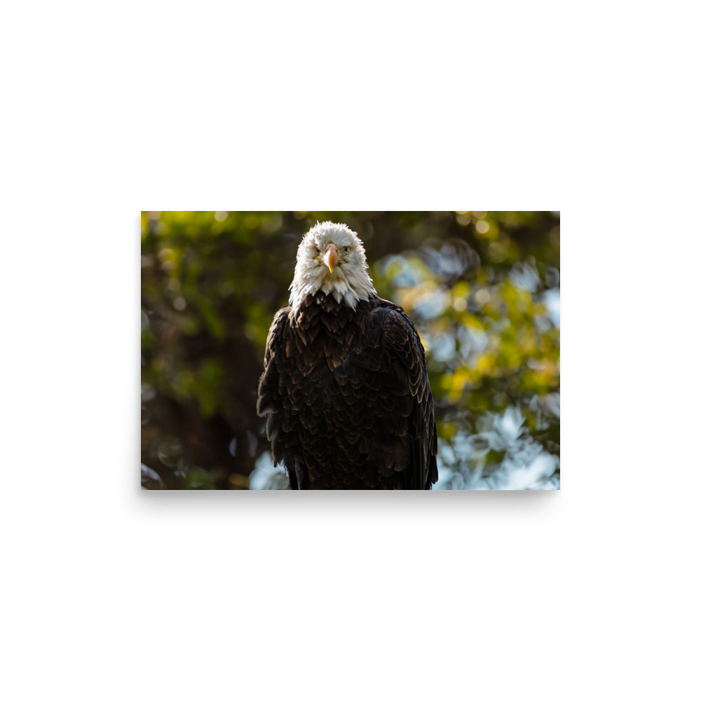 T.Kiwi Bald Eagle at Grandfather Mountain