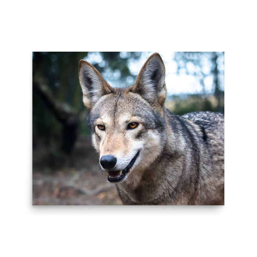 T.Kiwi Red Wolf at Charlestown Landing
