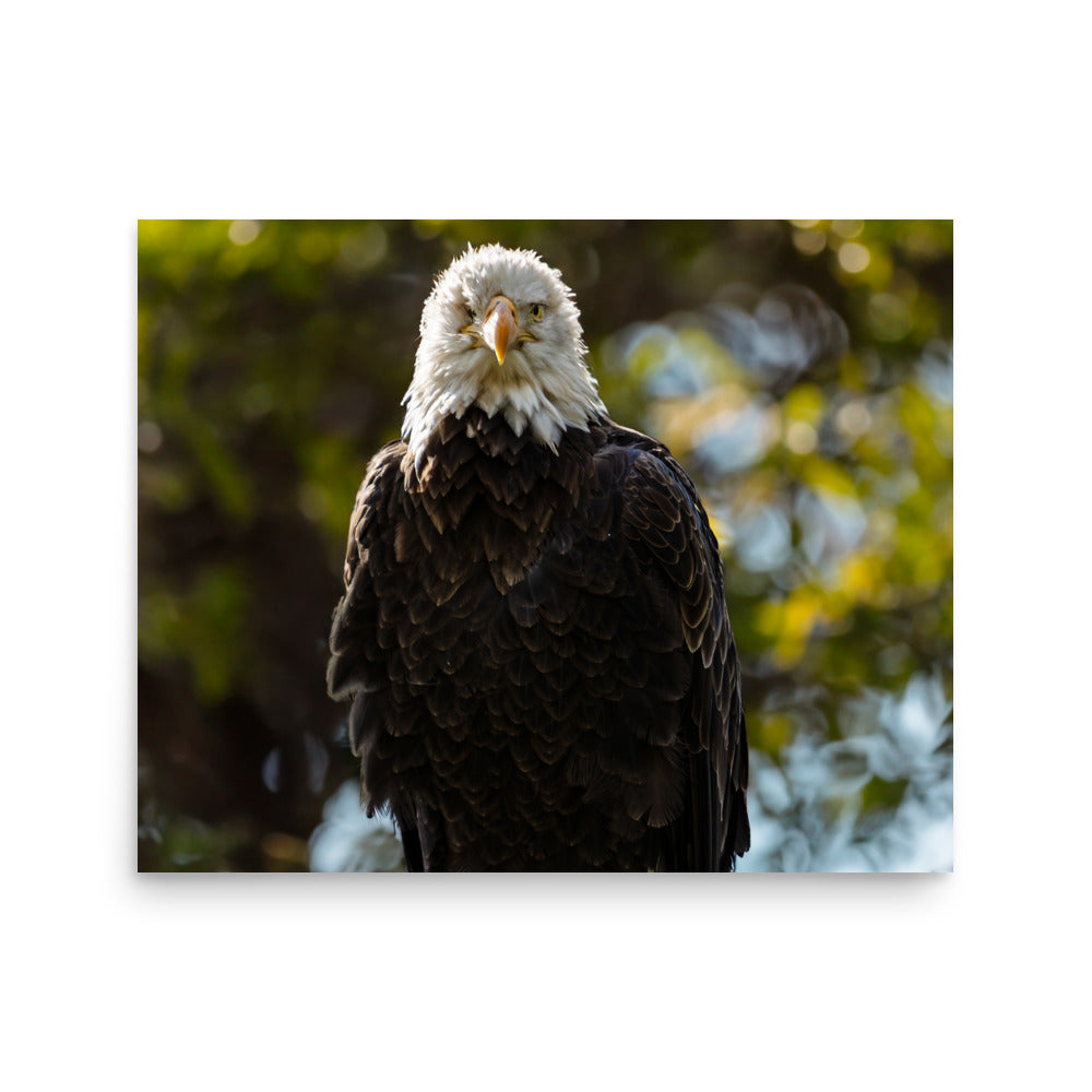 T.Kiwi Bald Eagle at Grandfather Mountain