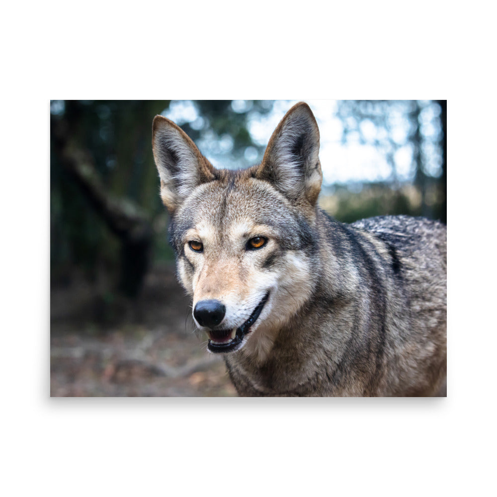 T.Kiwi Red Wolf at Charlestown Landing