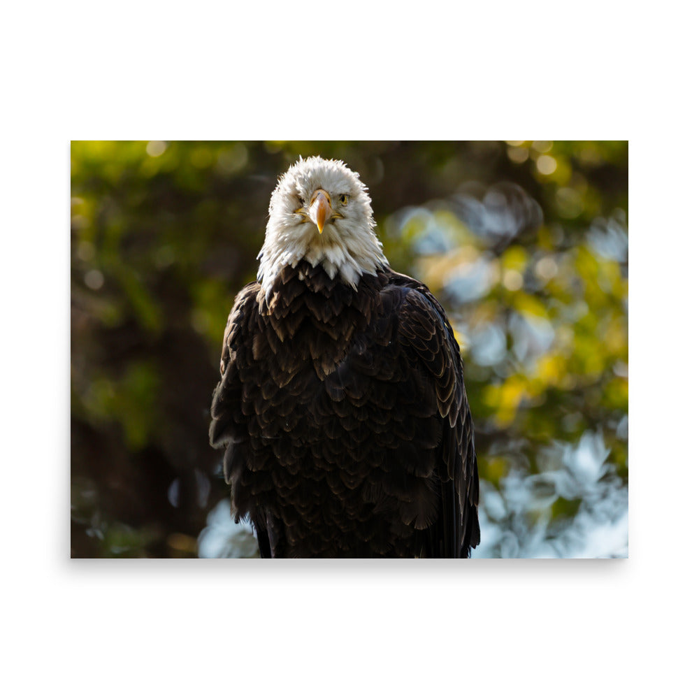 T.Kiwi Bald Eagle at Grandfather Mountain