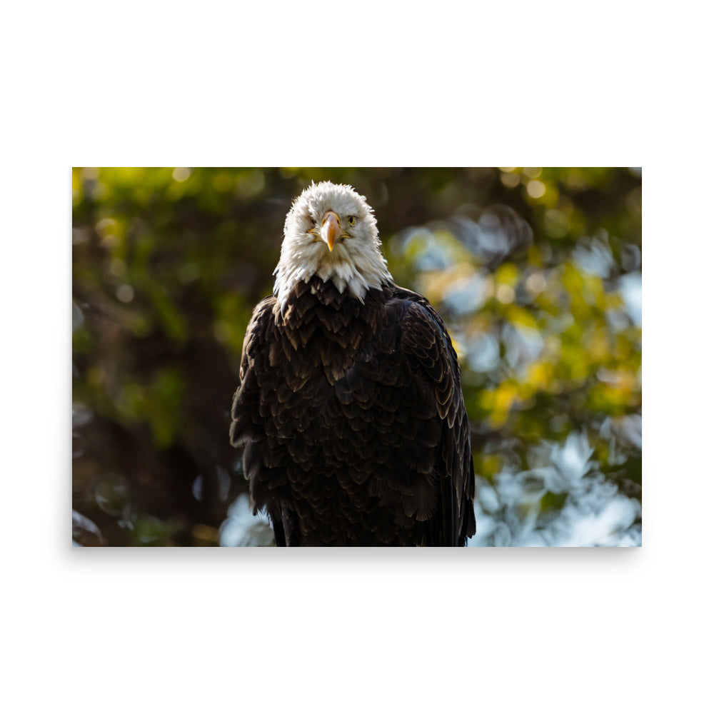 T.Kiwi Bald Eagle at Grandfather Mountain