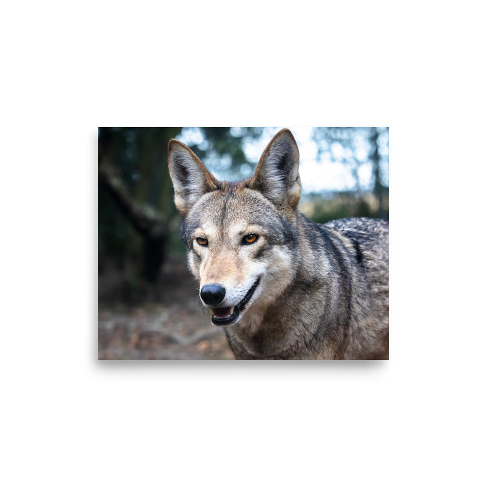 T.Kiwi Red Wolf at Charlestown Landing