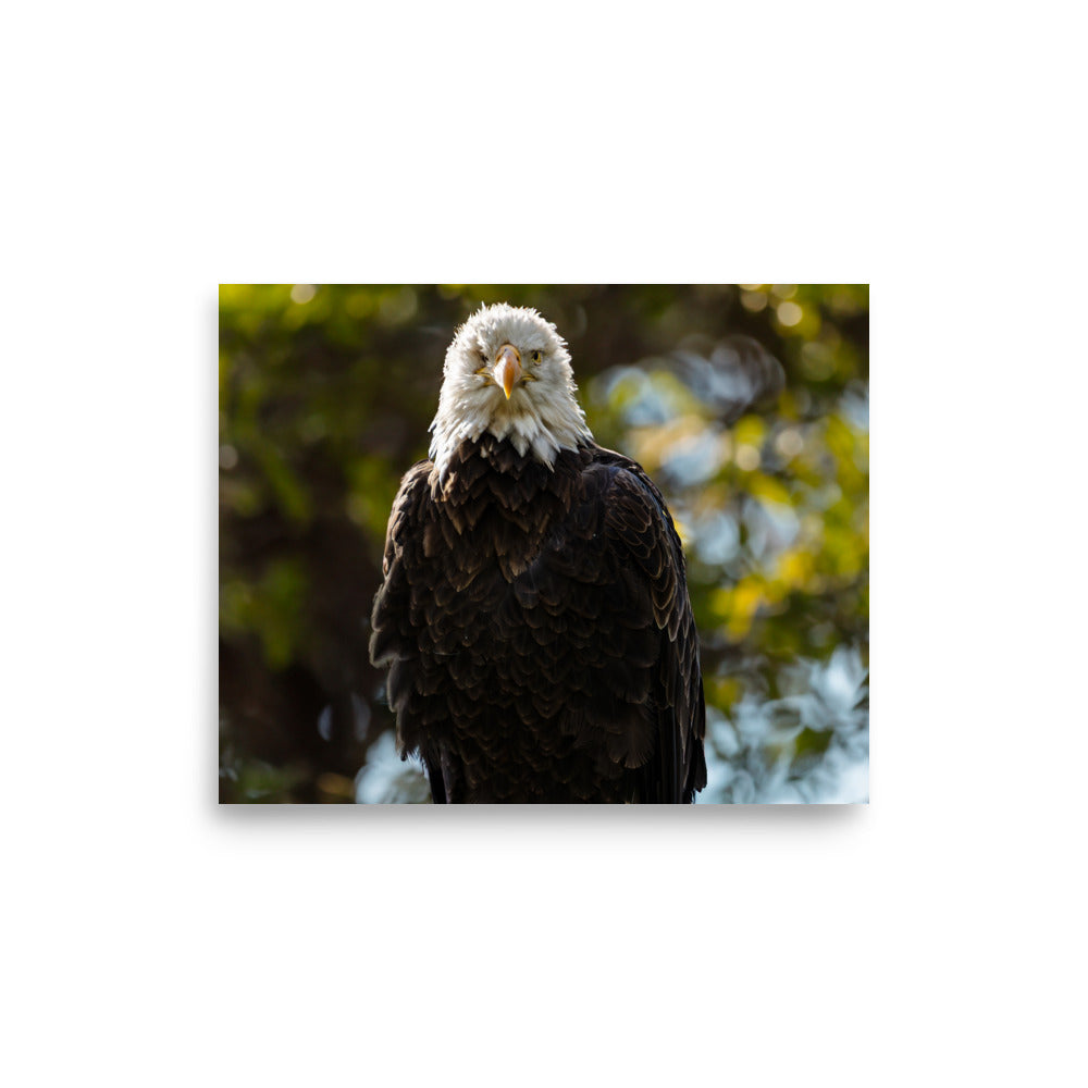 T.Kiwi Bald Eagle at Grandfather Mountain
