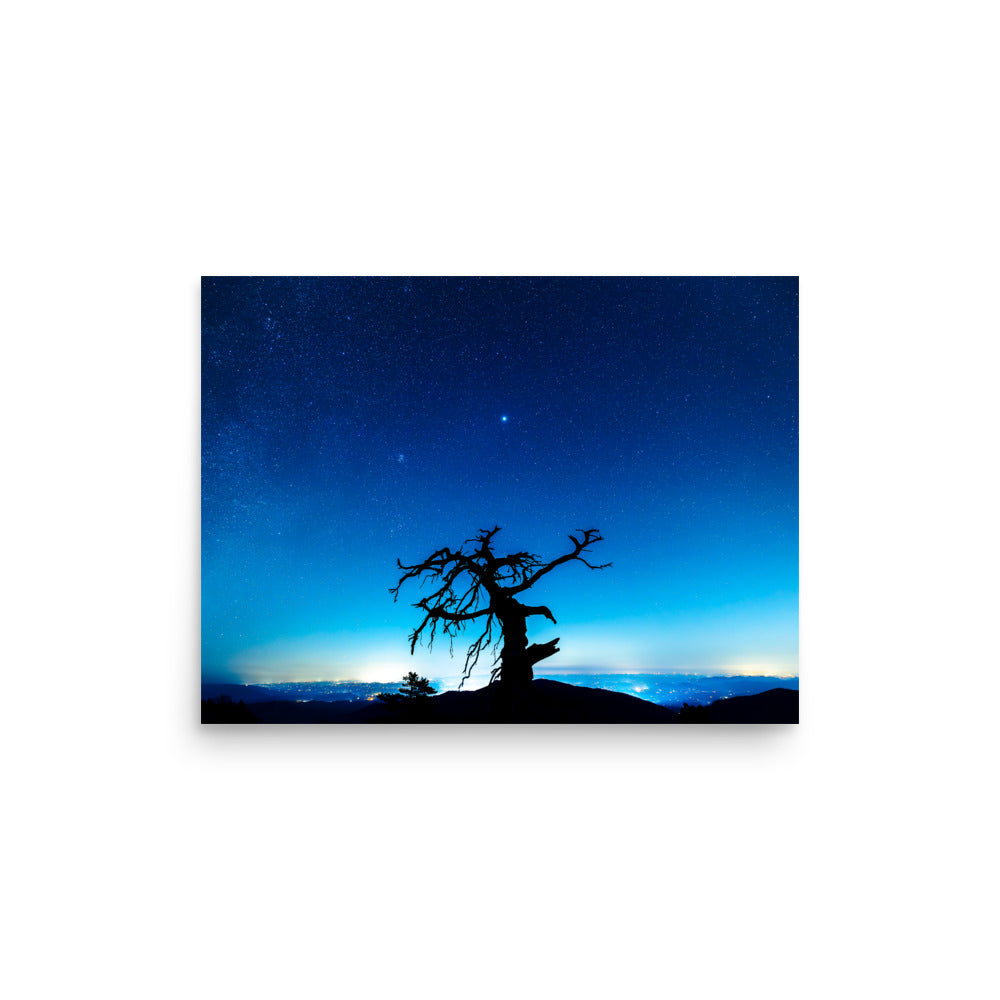 T.Kiwi Tree at Laurel Knob Overlook