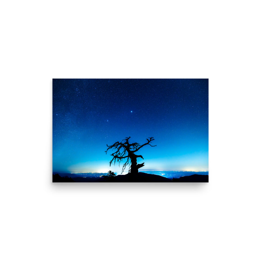 T.Kiwi Tree at Laurel Knob Overlook