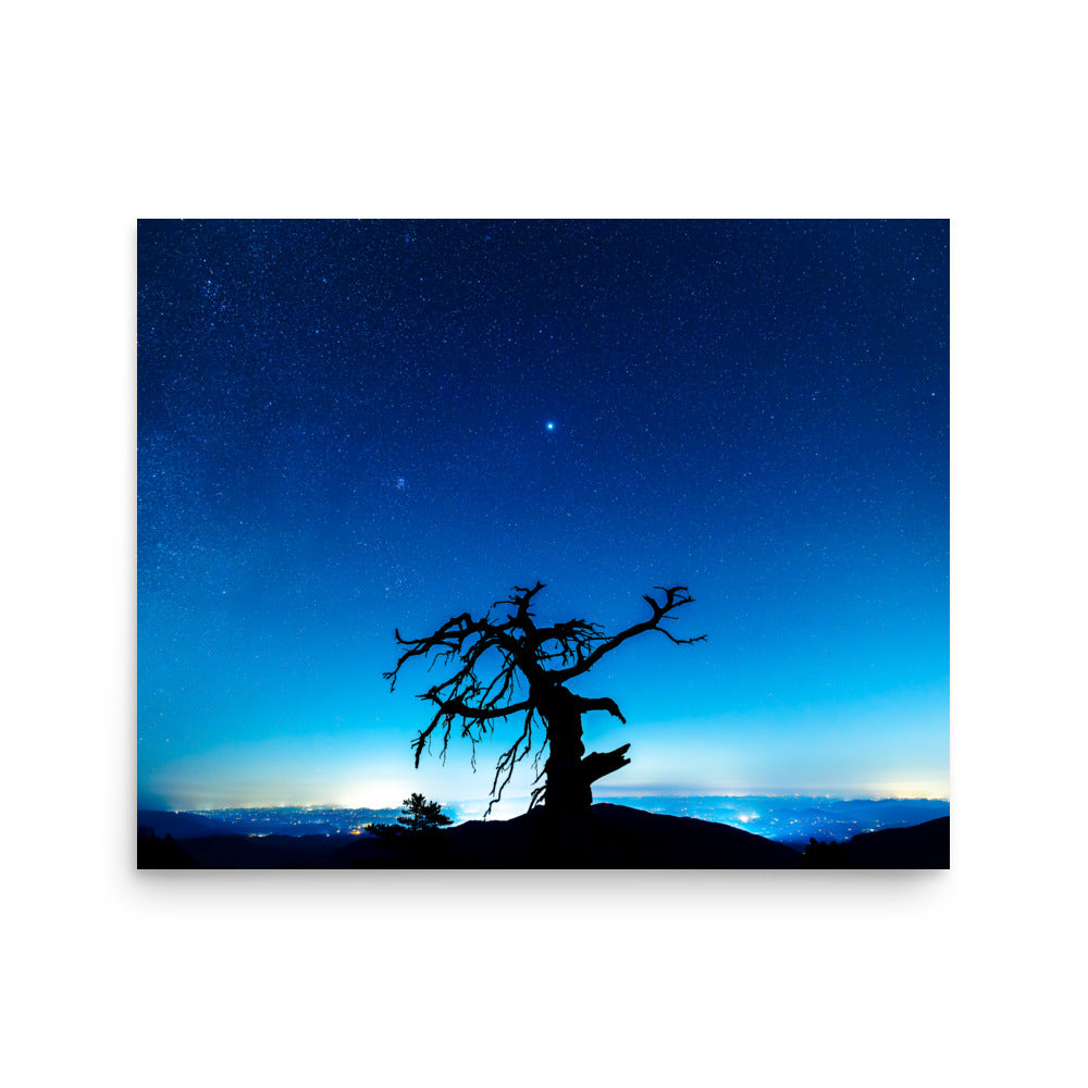 T.Kiwi Tree at Laurel Knob Overlook