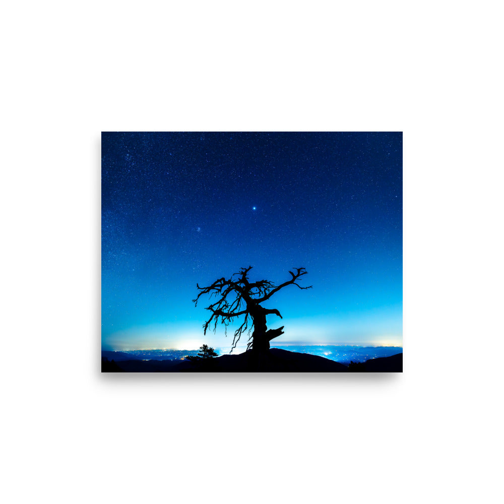 T.Kiwi Tree at Laurel Knob Overlook